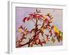 Parrot in Garden-Ata Alishahi-Framed Giclee Print