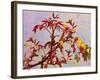 Parrot in Garden-Ata Alishahi-Framed Giclee Print