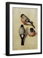 Parrot in Three Positions-Albrecht Dürer-Framed Giclee Print