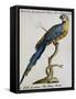 Parrot known as Brazilian Blue and Yellow Macaw (Psittacus-null-Framed Stretched Canvas