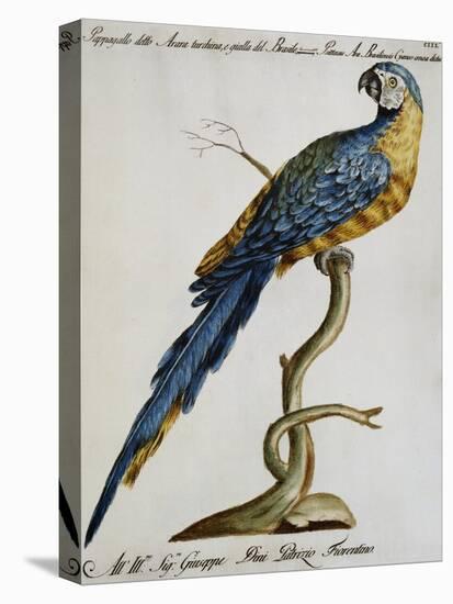 Parrot known as Brazilian Blue and Yellow Macaw (Psittacus-null-Stretched Canvas