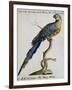 Parrot known as Brazilian Blue and Yellow Macaw (Psittacus-null-Framed Giclee Print