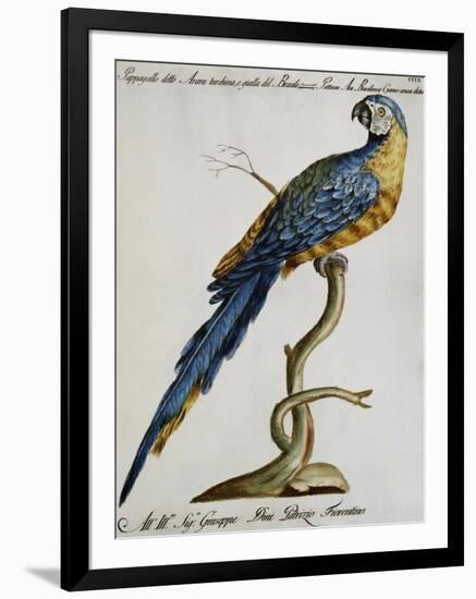 Parrot known as Brazilian Blue and Yellow Macaw (Psittacus-null-Framed Giclee Print