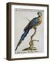 Parrot known as Brazilian Blue and Yellow Macaw (Psittacus-null-Framed Giclee Print