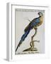 Parrot known as Brazilian Blue and Yellow Macaw (Psittacus-null-Framed Giclee Print