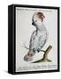 Parrot known as Red-Crested Cockatoo (Psittacus-null-Framed Stretched Canvas