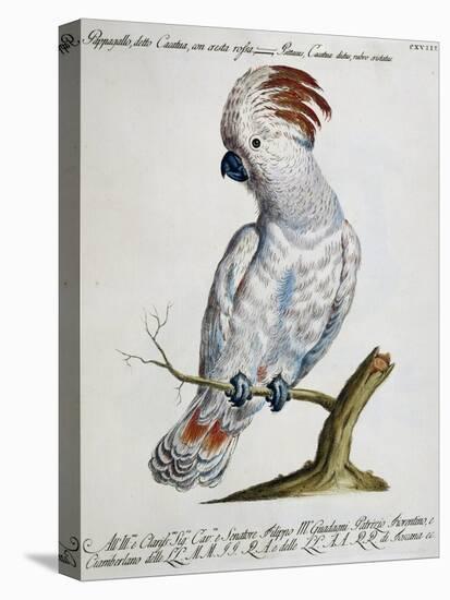 Parrot known as Red-Crested Cockatoo (Psittacus-null-Stretched Canvas