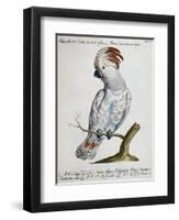 Parrot known as Red-Crested Cockatoo (Psittacus-null-Framed Premium Giclee Print