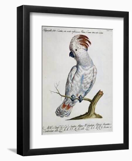 Parrot known as Red-Crested Cockatoo (Psittacus-null-Framed Premium Giclee Print