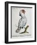 Parrot known as Red-Crested Cockatoo (Psittacus-null-Framed Premium Giclee Print