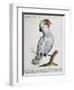 Parrot known as Red-Crested Cockatoo (Psittacus-null-Framed Premium Giclee Print