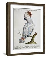Parrot known as Red-Crested Cockatoo (Psittacus-null-Framed Giclee Print