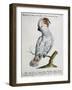 Parrot known as Red-Crested Cockatoo (Psittacus-null-Framed Giclee Print