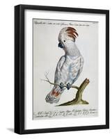 Parrot known as Red-Crested Cockatoo (Psittacus-null-Framed Giclee Print