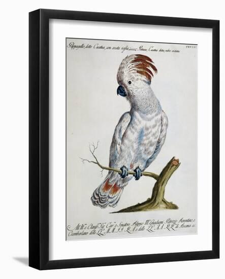 Parrot known as Red-Crested Cockatoo (Psittacus-null-Framed Giclee Print