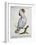 Parrot known as Red-Crested Cockatoo (Psittacus-null-Framed Giclee Print