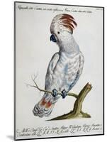 Parrot known as Red-Crested Cockatoo (Psittacus-null-Mounted Giclee Print