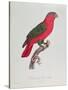 Parrot: Lory or Collared-Jacques Barraband-Stretched Canvas