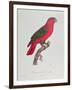 Parrot: Lory or Collared-Jacques Barraband-Framed Giclee Print