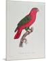 Parrot: Lory or Collared-Jacques Barraband-Mounted Giclee Print