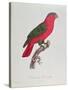 Parrot: Lory or Collared-Jacques Barraband-Stretched Canvas