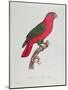 Parrot: Lory or Collared-Jacques Barraband-Mounted Giclee Print