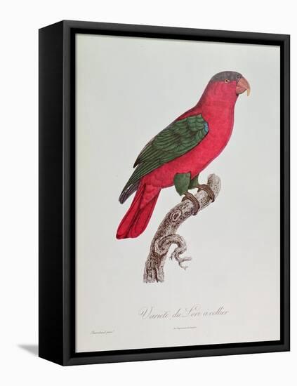 Parrot: Lory or Collared-Jacques Barraband-Framed Stretched Canvas