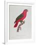 Parrot: Lory or Collared-Jacques Barraband-Framed Giclee Print