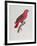 Parrot: Lory or Collared-Jacques Barraband-Framed Giclee Print