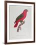 Parrot: Lory or Collared-Jacques Barraband-Framed Giclee Print