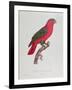 Parrot: Lory or Collared-Jacques Barraband-Framed Giclee Print