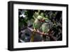 Parrot Love-Petra Wels-Framed Giclee Print