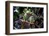 Parrot Love-Petra Wels-Framed Giclee Print