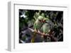 Parrot Love-Petra Wels-Framed Giclee Print