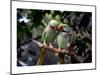 Parrot Love-Petra Wels-Mounted Giclee Print