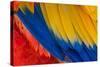 Parrot. Multi-Colored Feathers. Macaw. Macro Photo.-Roman Khomlyak-Stretched Canvas