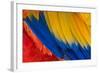 Parrot. Multi-Colored Feathers. Macaw. Macro Photo.-Roman Khomlyak-Framed Photographic Print