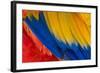 Parrot. Multi-Colored Feathers. Macaw. Macro Photo.-Roman Khomlyak-Framed Photographic Print