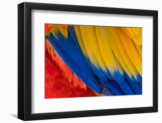 Parrot. Multi-Colored Feathers. Macaw. Macro Photo.-Roman Khomlyak-Framed Photographic Print