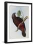 Parrot, Nestor Pypopolius. Birds of Australia and the Adjacent Islands-John Gould-Framed Giclee Print