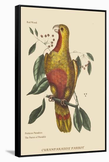 Parrot of Paradise of Cuba-Mark Catesby-Framed Stretched Canvas