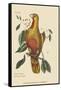 Parrot of Paradise of Cuba-Mark Catesby-Framed Stretched Canvas