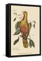 Parrot of Paradise of Cuba-Mark Catesby-Framed Stretched Canvas