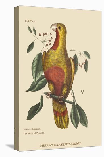 Parrot of Paradise of Cuba-Mark Catesby-Stretched Canvas