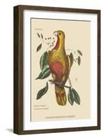 Parrot of Paradise of Cuba-Mark Catesby-Framed Art Print