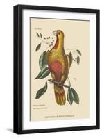 Parrot of Paradise of Cuba-Mark Catesby-Framed Art Print