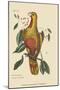 Parrot of Paradise of Cuba-Mark Catesby-Mounted Art Print