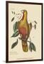 Parrot of Paradise of Cuba-Mark Catesby-Framed Art Print