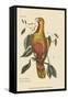 Parrot of Paradise of Cuba-Mark Catesby-Framed Stretched Canvas