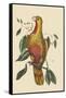 Parrot of Paradise of Cuba-Mark Catesby-Framed Stretched Canvas